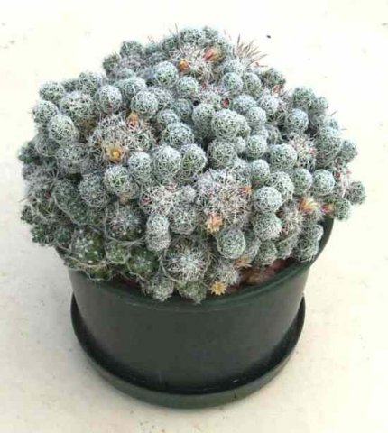 Mammillaria_gracilis